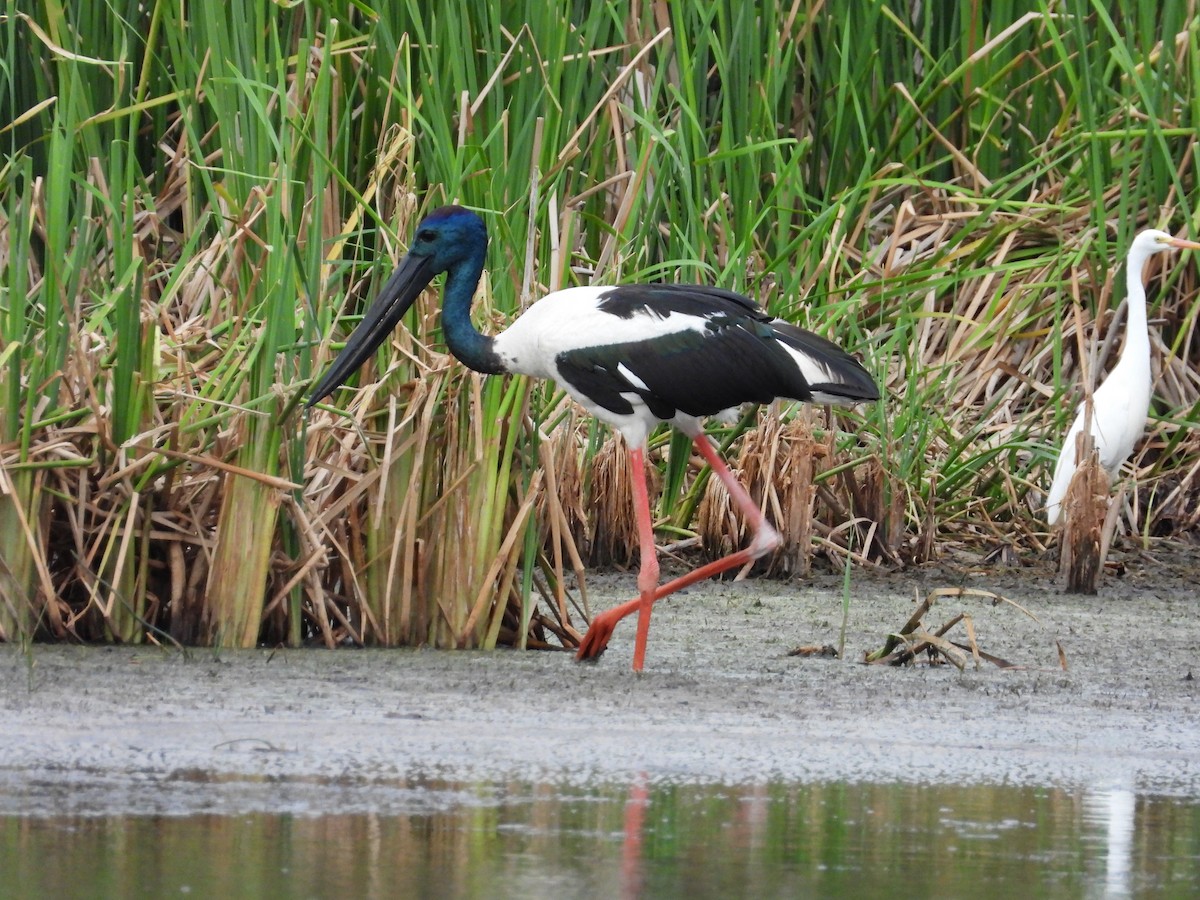 Black-necked Stork - ML644257519