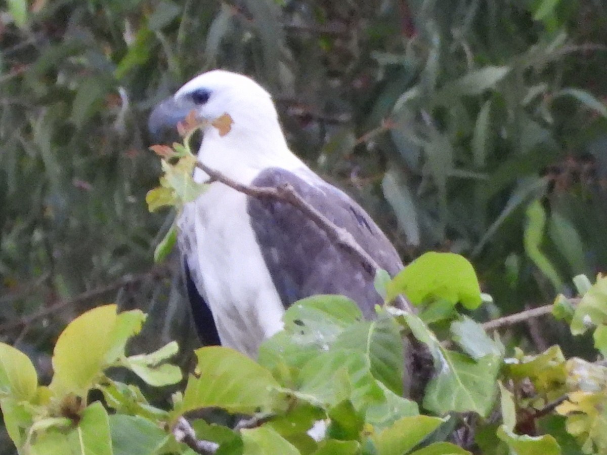 White-bellied Sea-Eagle - ML644257525