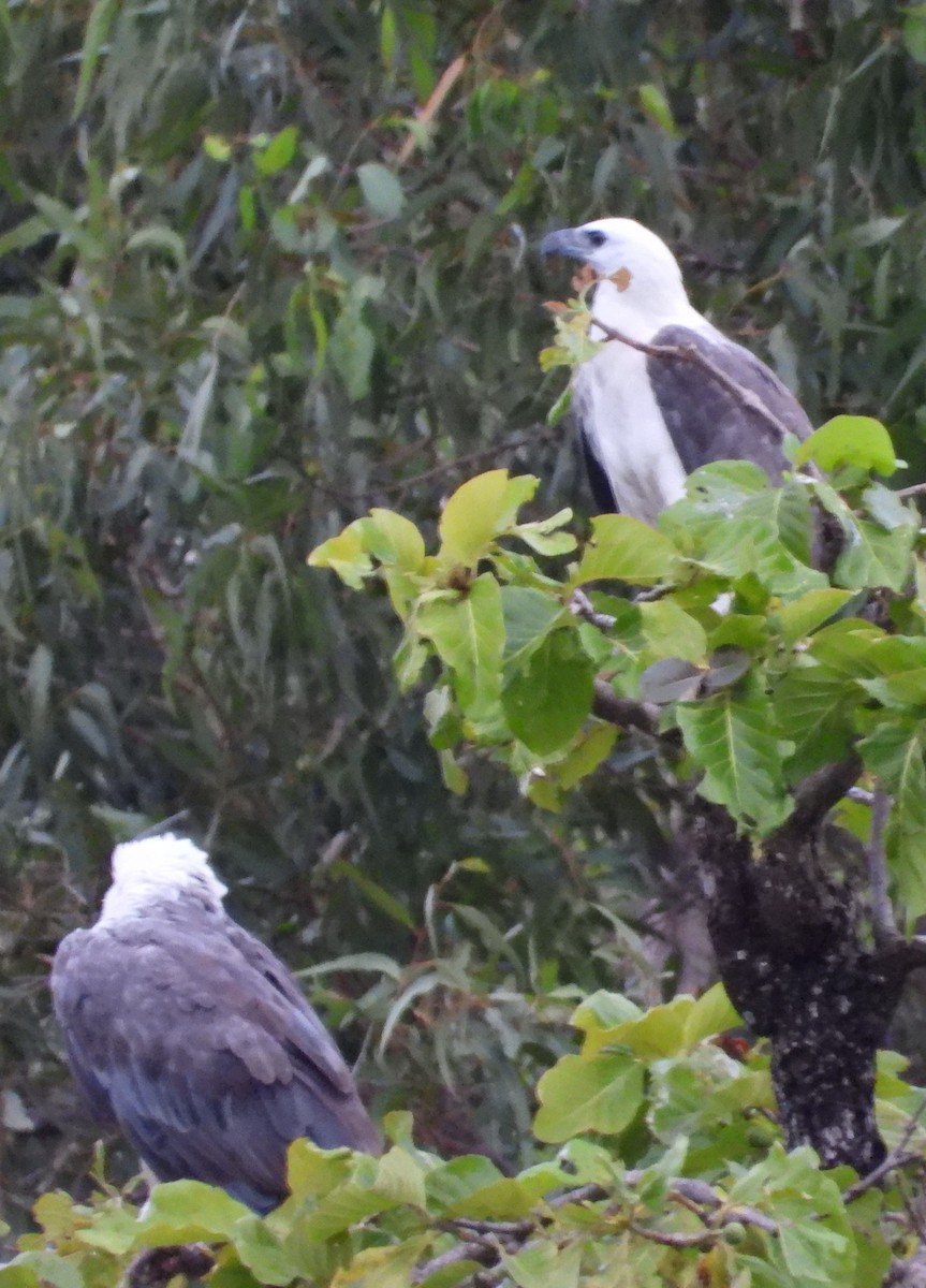 White-bellied Sea-Eagle - ML644257526