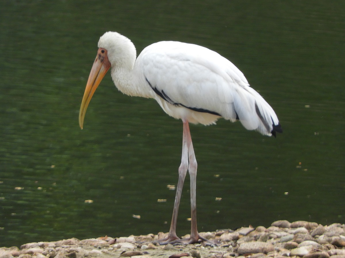 Milky Stork - ML644257527