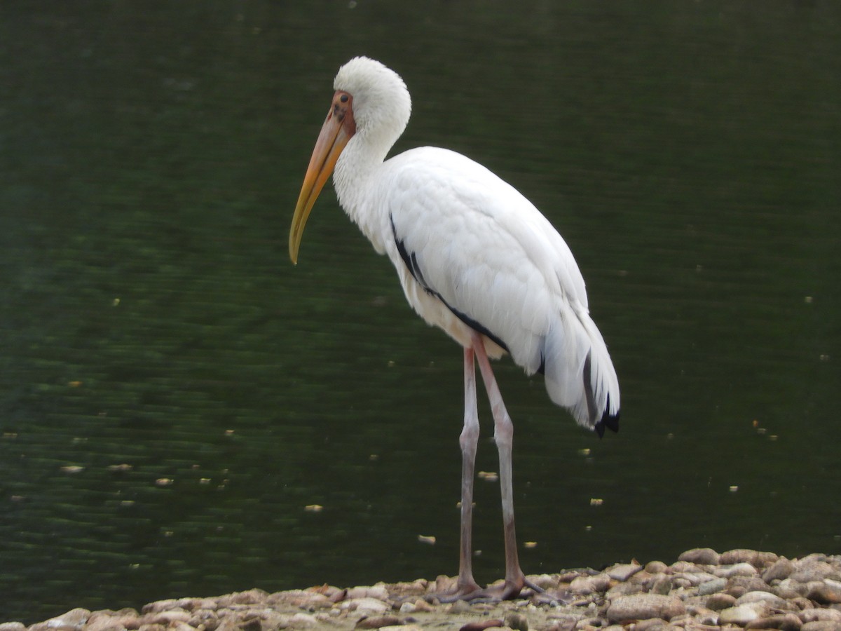 Milky Stork - ML644257528