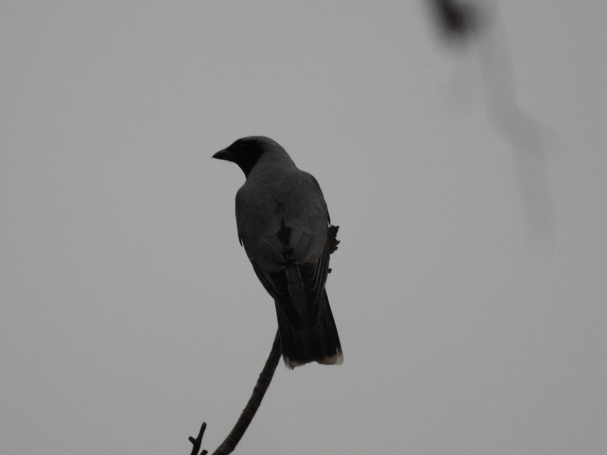 Black-faced Cuckooshrike - ML644257529