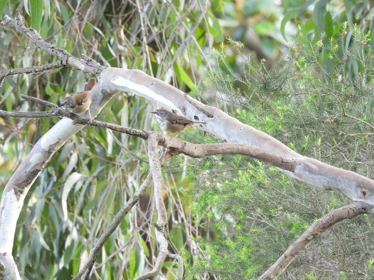 White-browed Scrubwren - ML644257530