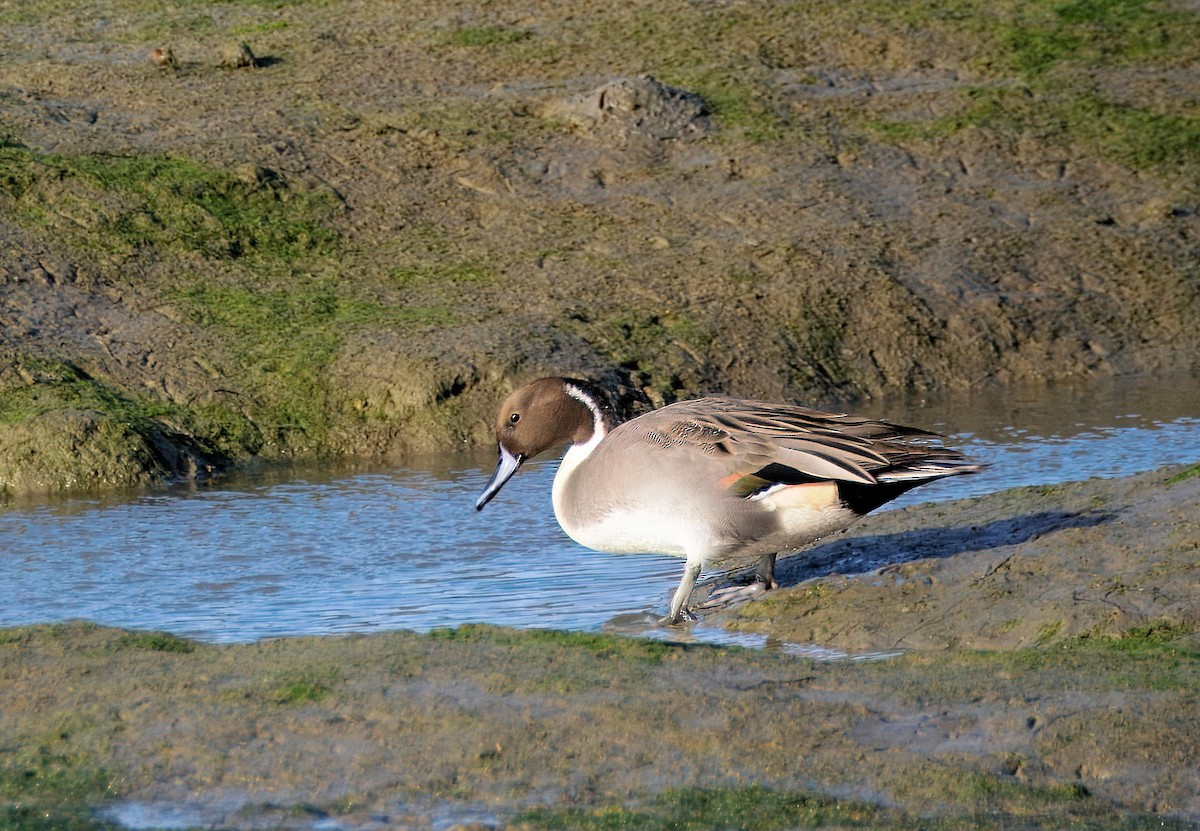 Northern Pintail - ML644257534