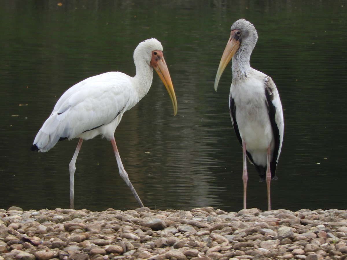 Milky Stork - ML644257535