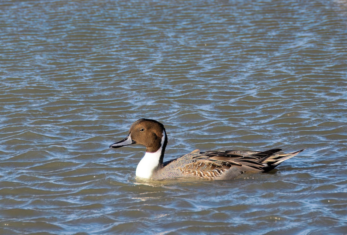 Northern Pintail - ML644257537