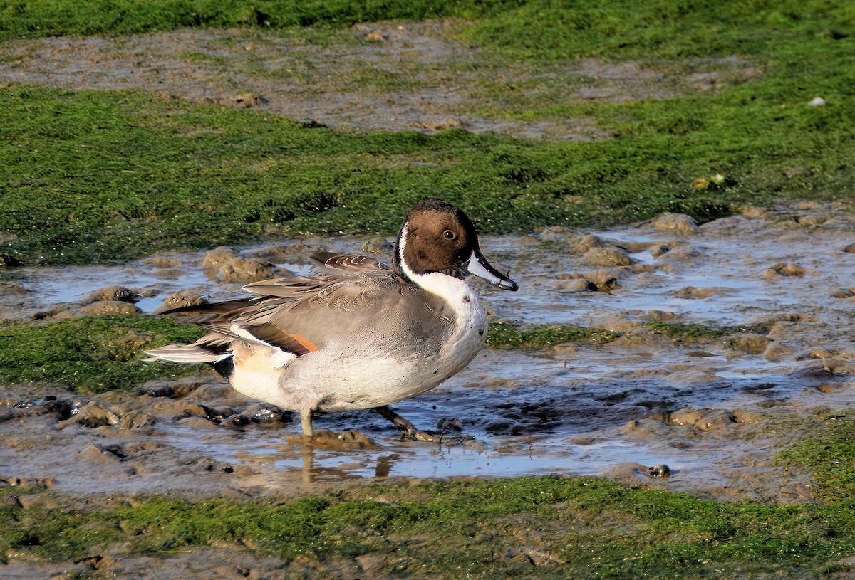 Northern Pintail - ML644257539