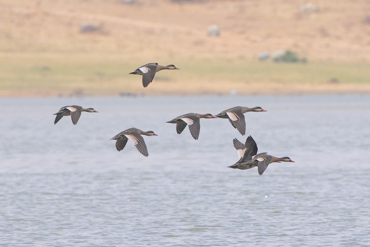 Red-billed Duck - ML644257544