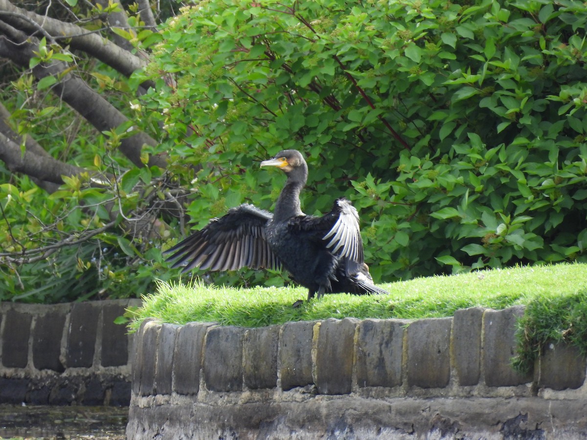 Тураг гогой - ML644257546