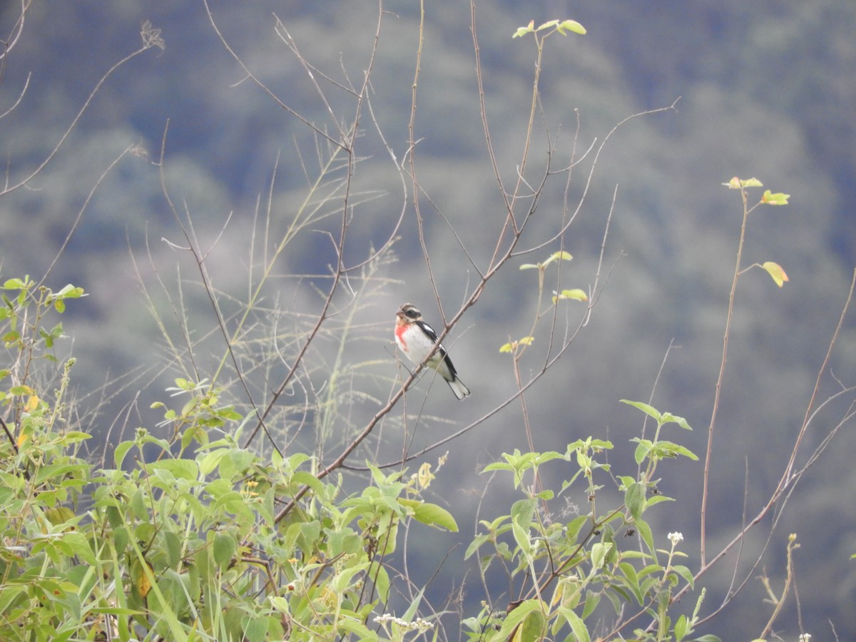 Rose-breasted Grosbeak - ML644257547