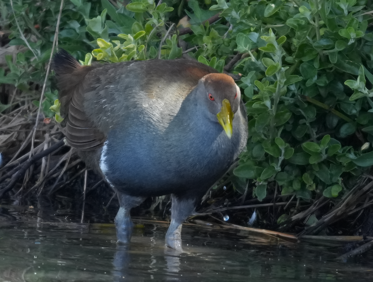 Grünfuß-Teichhuhn - ML644257551