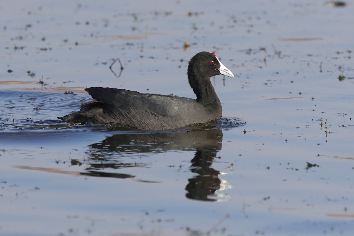 Red-knobbed Coot - ML644257555