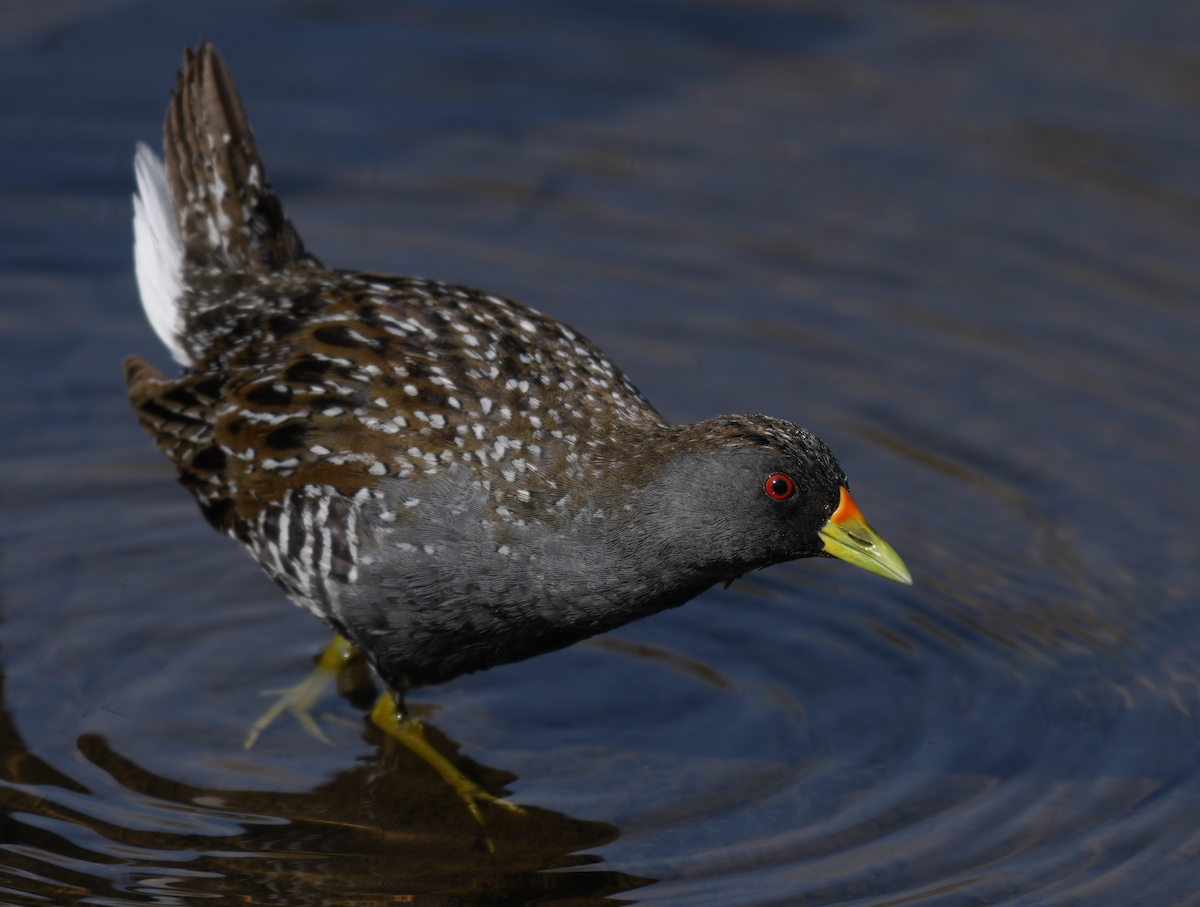 ミナミヒメクイナ - ML644257556