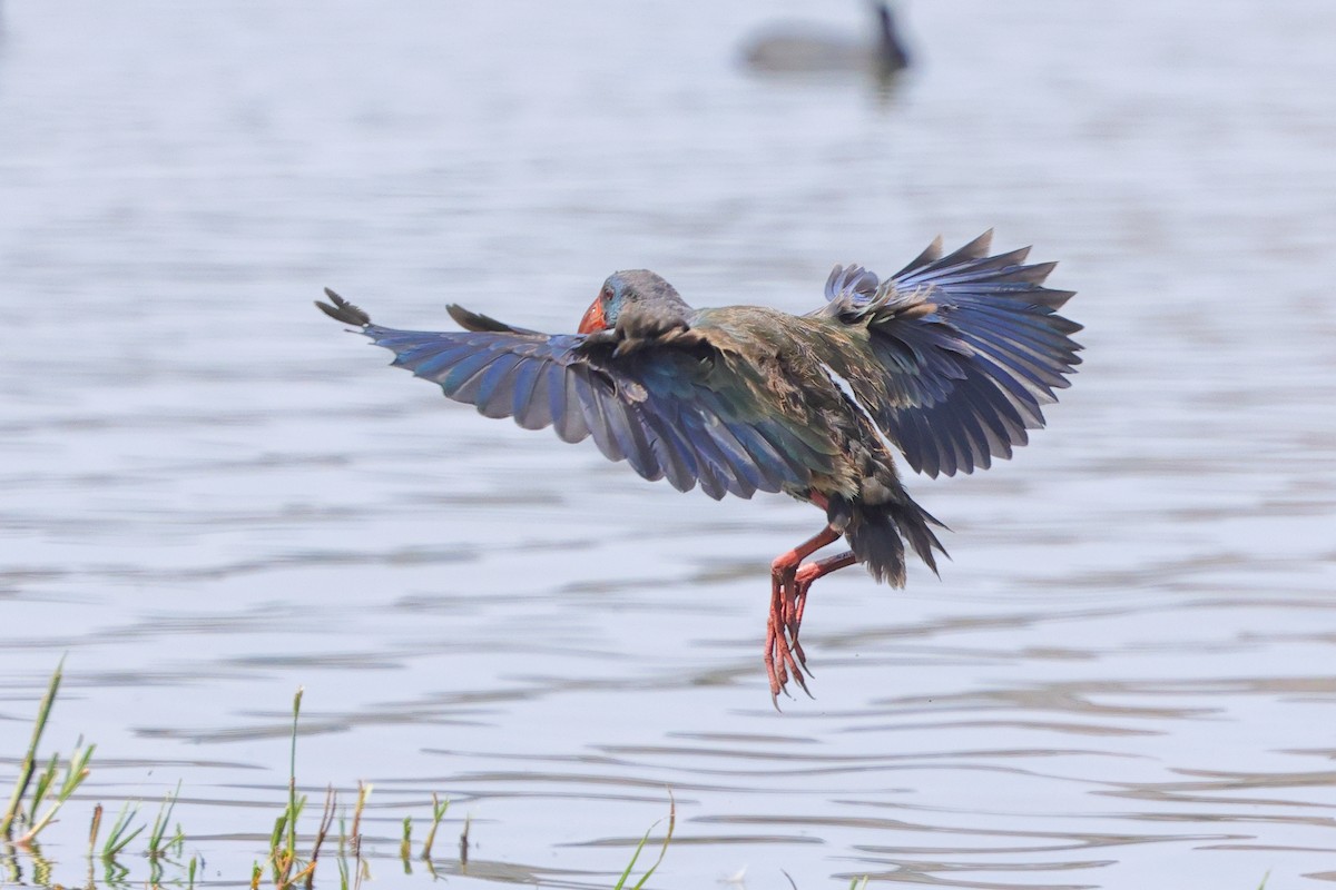 grønnryggsultanhøne - ML644257569