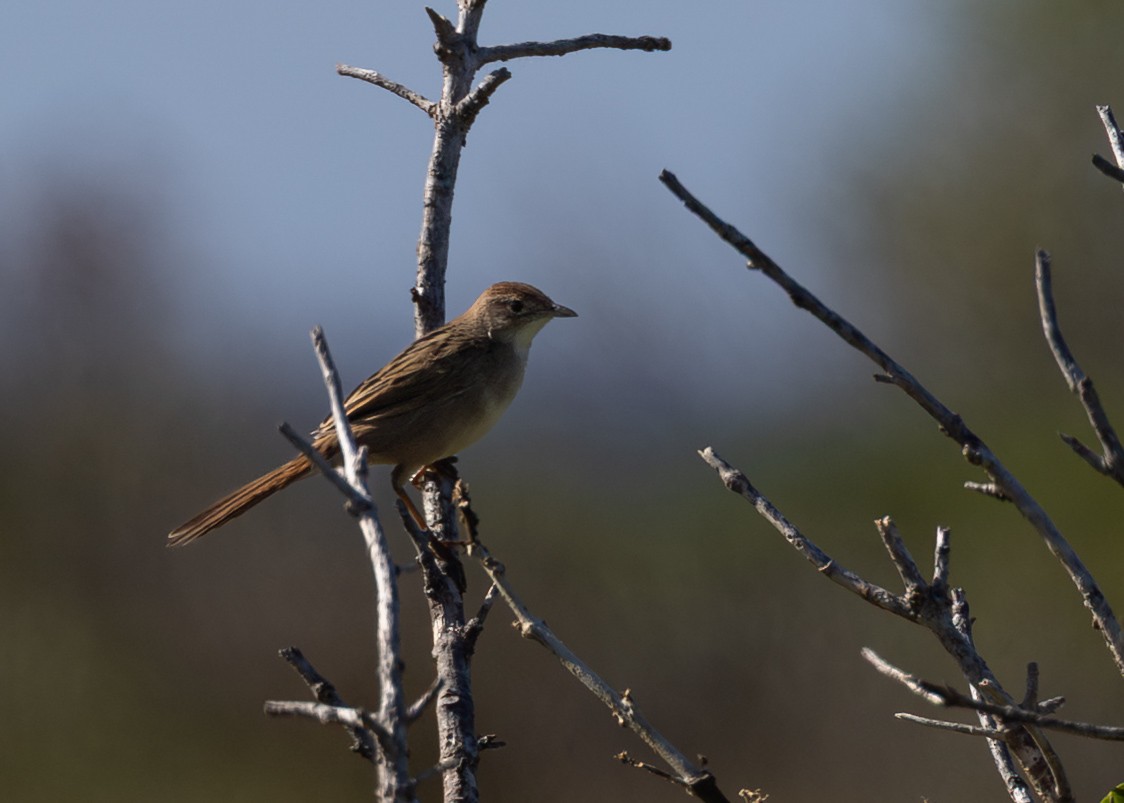 Mégalure fauve - ML644257570