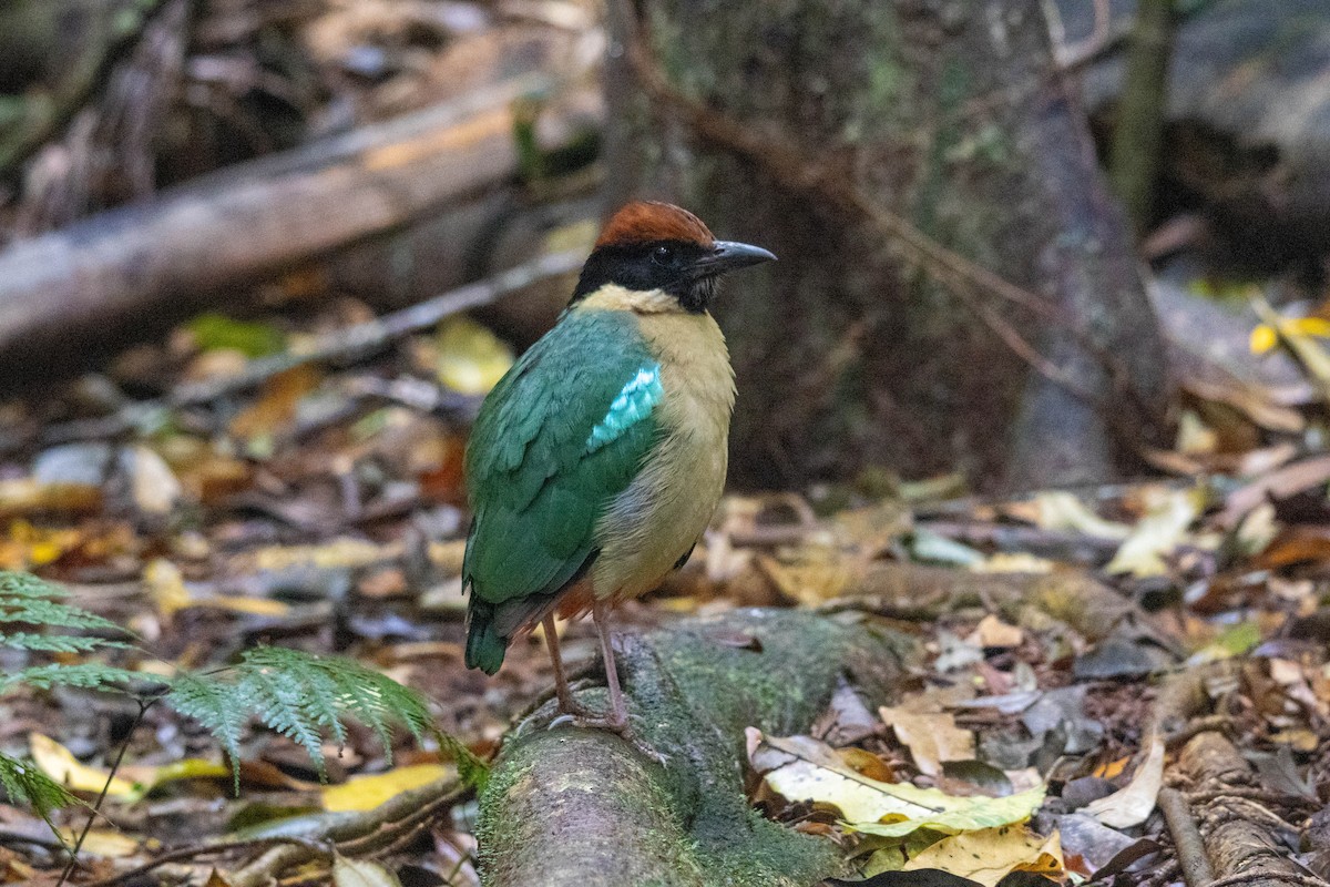 Noisy Pitta - ML644257585