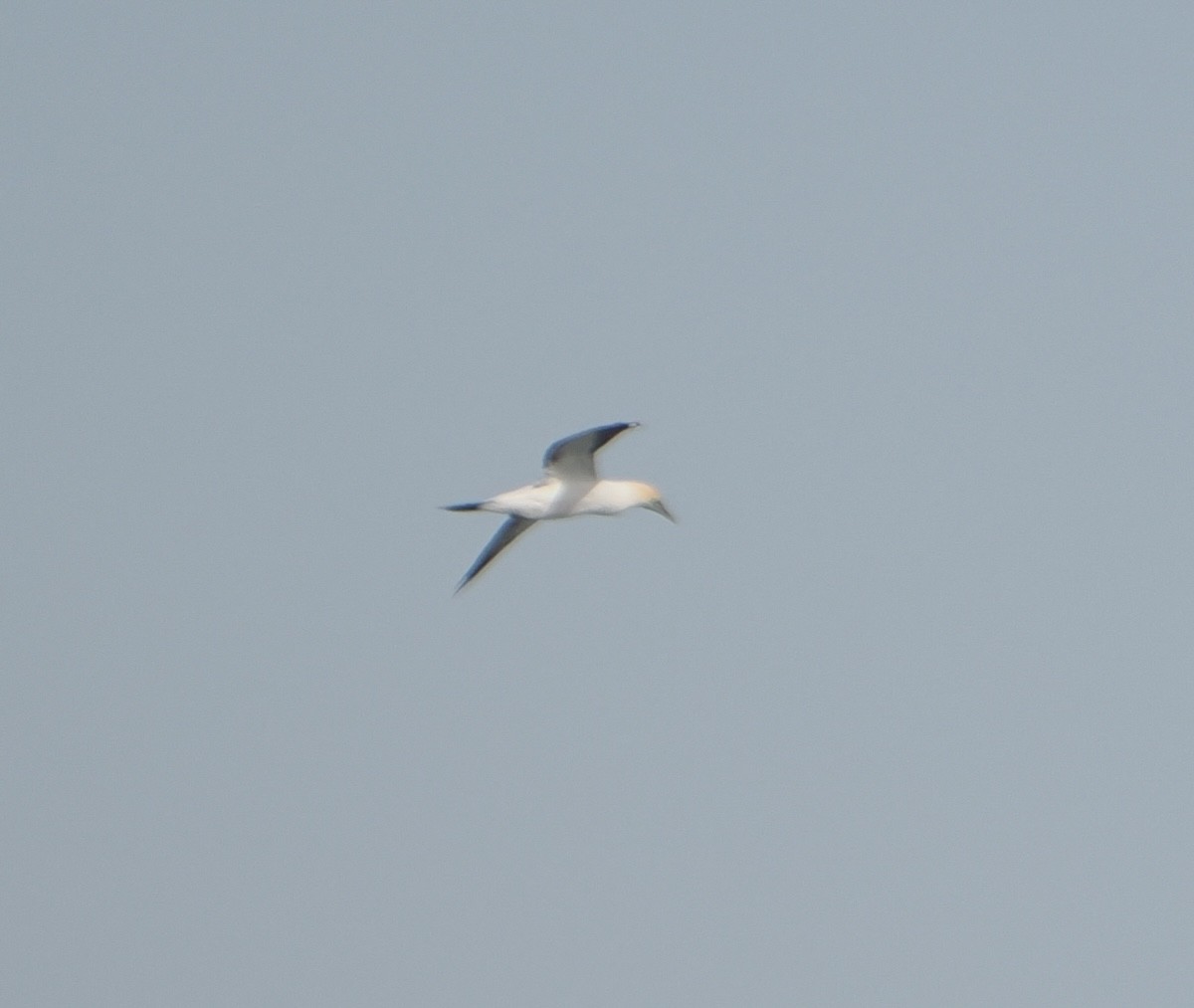 Сула австралійська - ML644257588