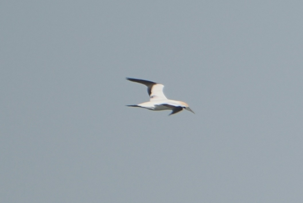 Сула австралійська - ML644257589