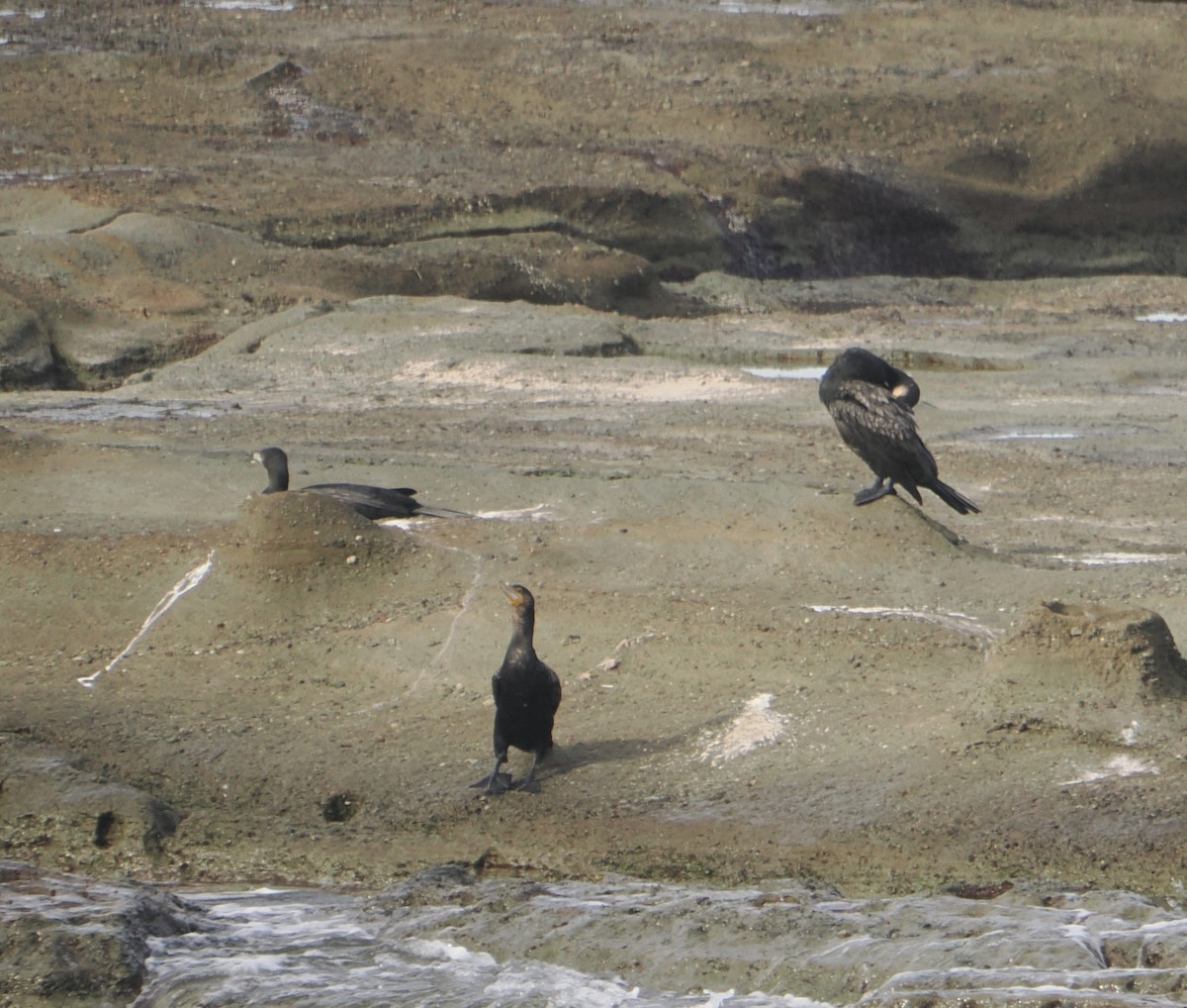 Баклан великий - ML644257590