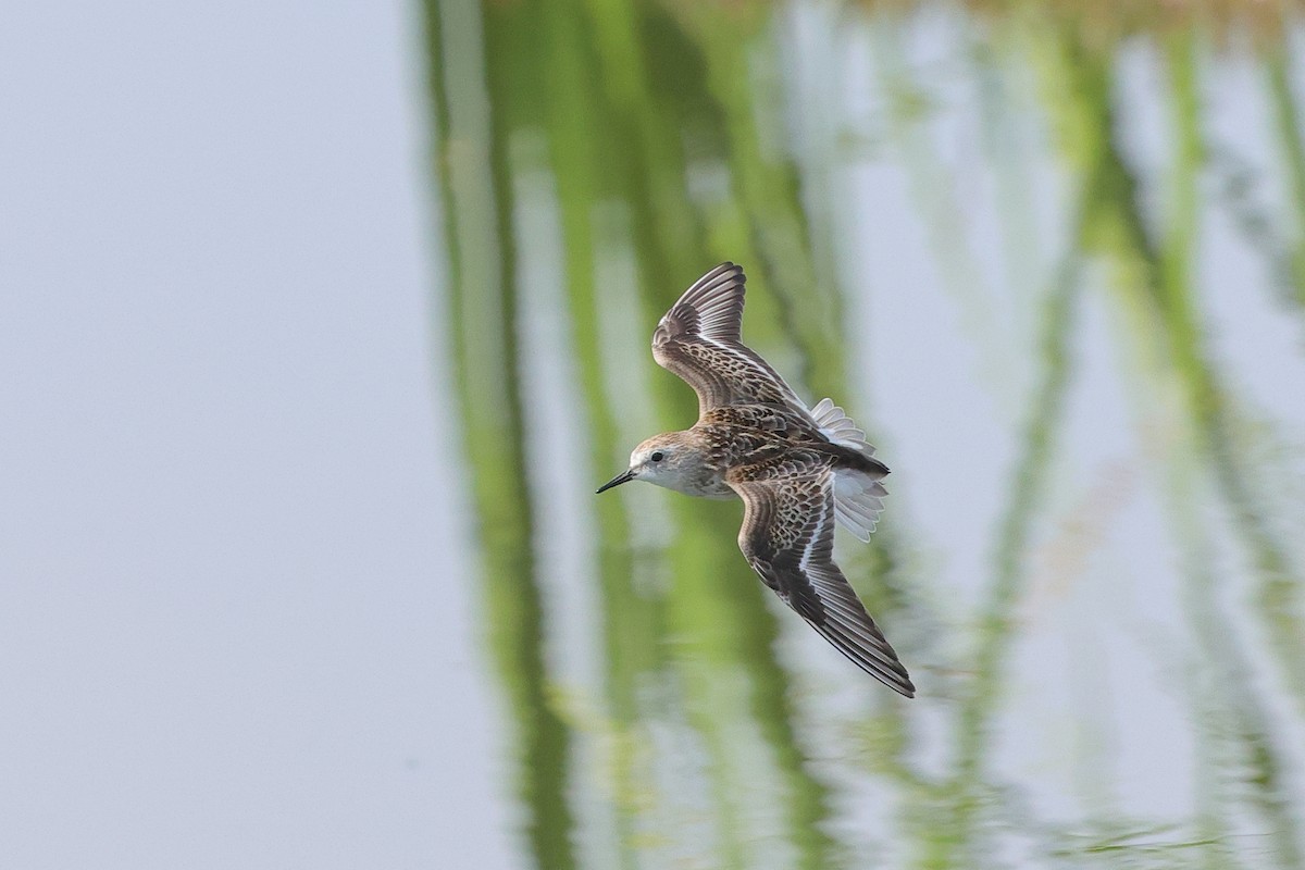 ヨーロッパトウネン - ML644257591