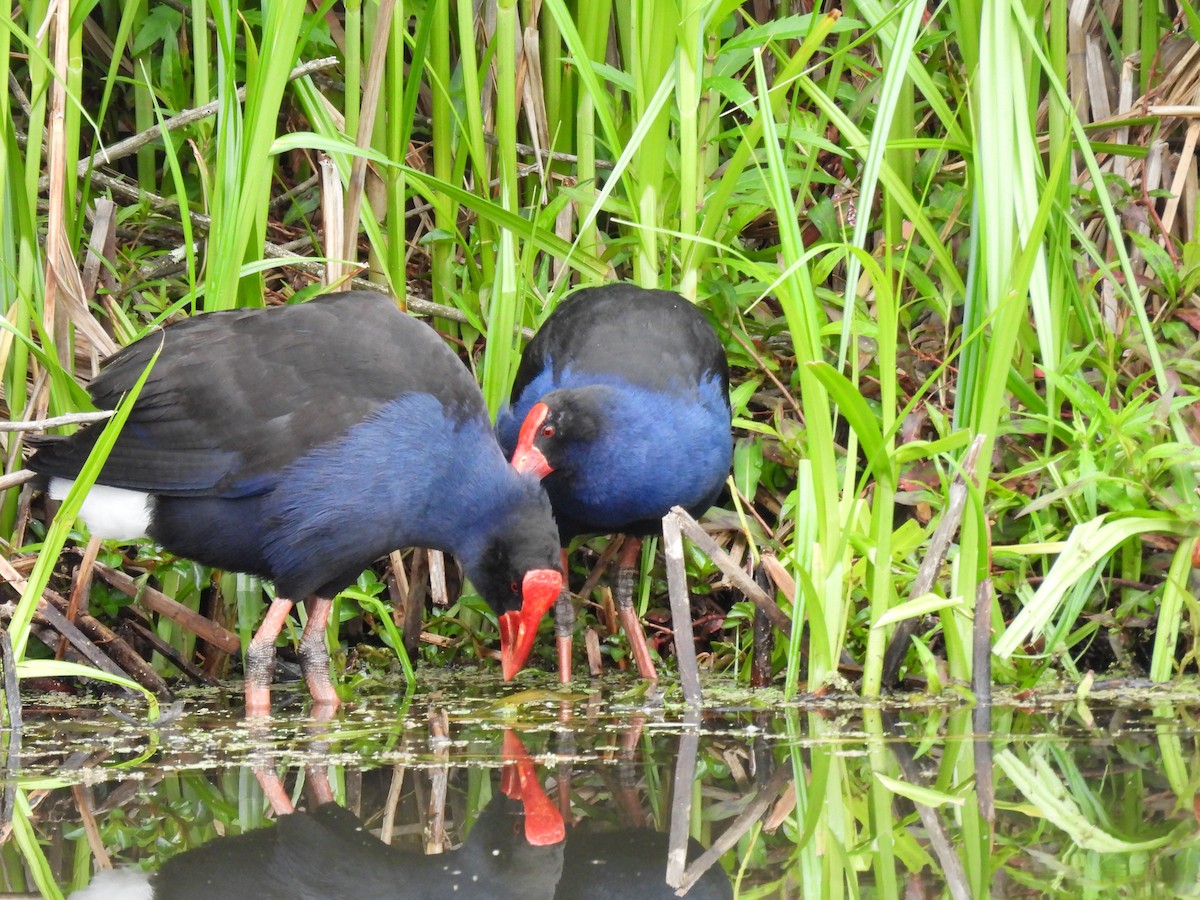 Australasian Swamphen - ML644257595