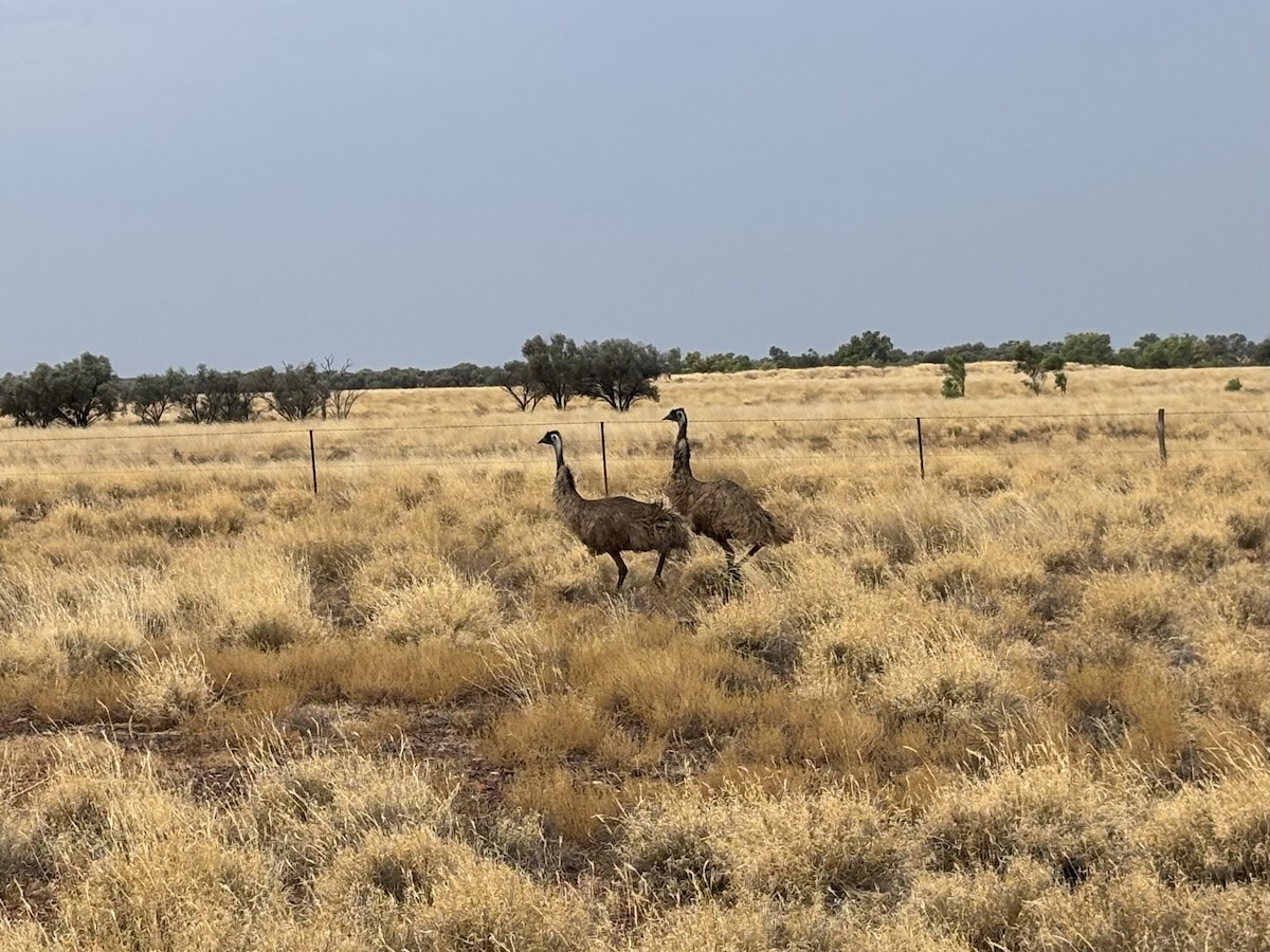 emu hnědý - ML644257598