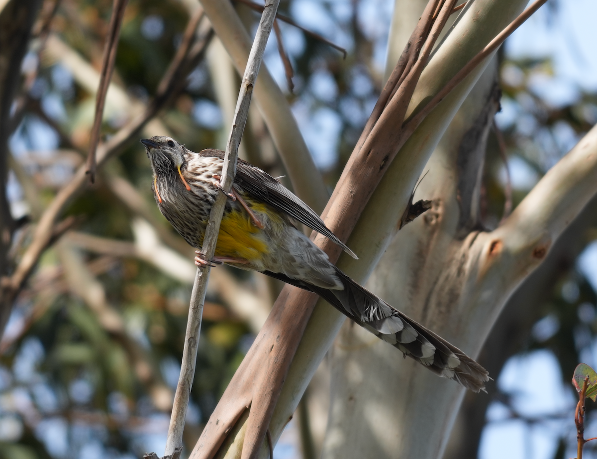 Yellow Wattlebird - ML644257612