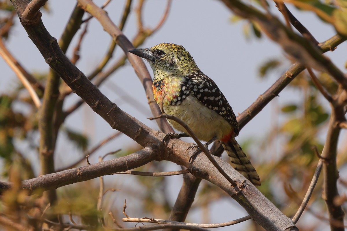 småperleskjeggfugl (usambiro) (masaiperleskjeggfugl) - ML644257623