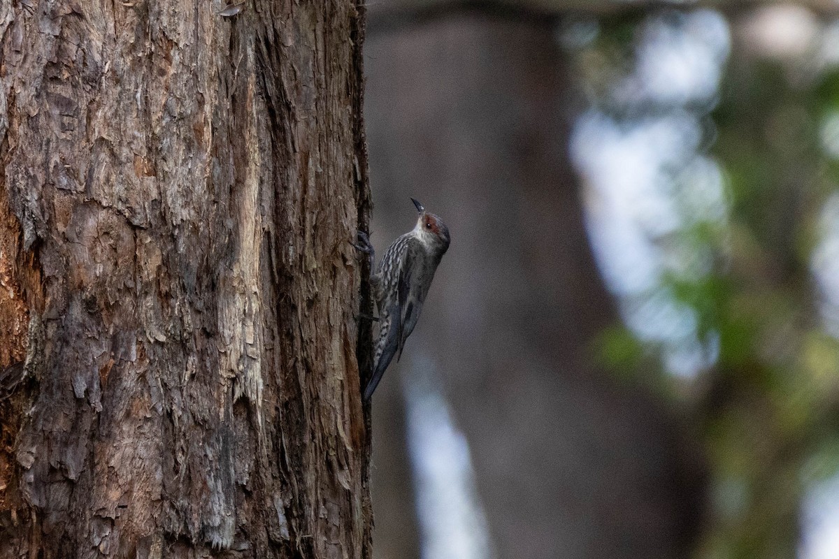 Échelet à sourcils roux - ML644257631