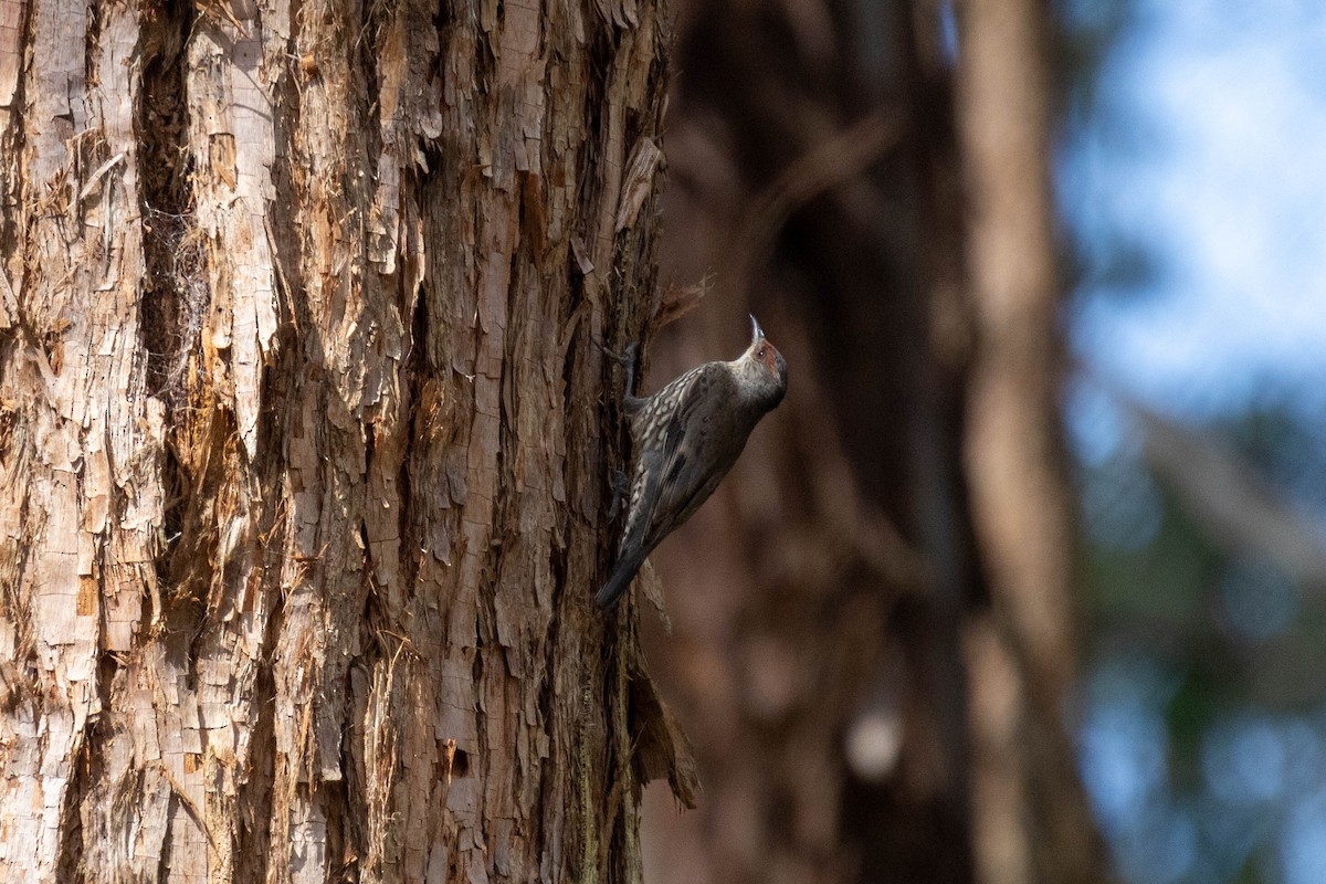 Échelet à sourcils roux - ML644257632