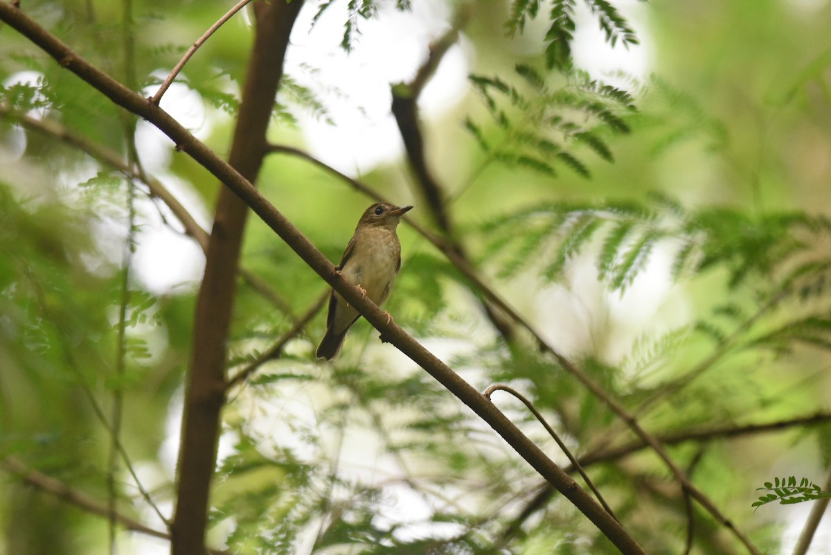 Brown-chested Jungle Flycatcher - ML644257635