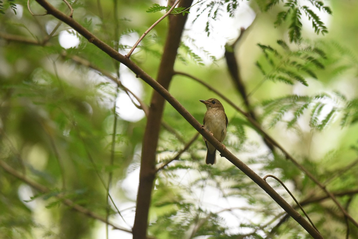 Brown-chested Jungle Flycatcher - ML644257636