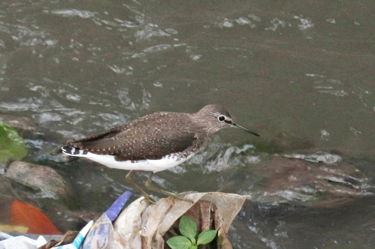 vodouš kropenatý - ML644257640