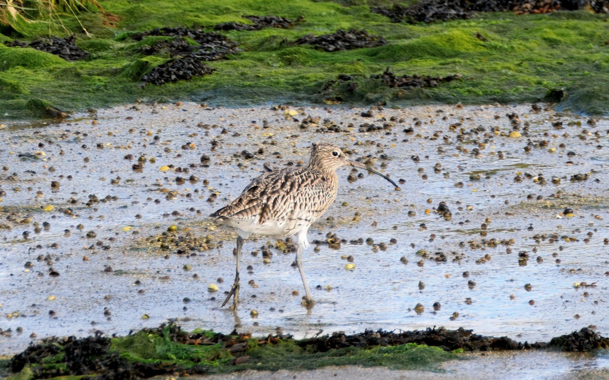 Eurasian Curlew - ML644257641