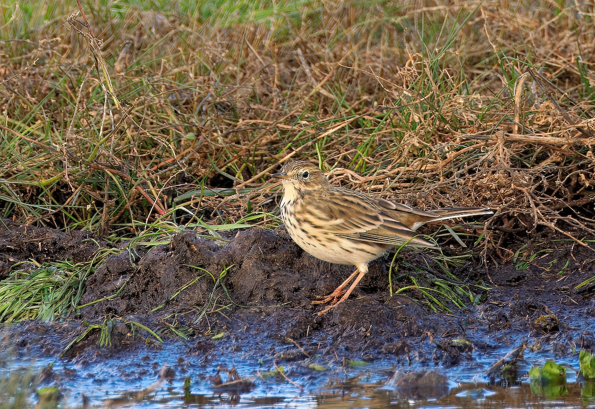 Meadow Pipit - ML644257645