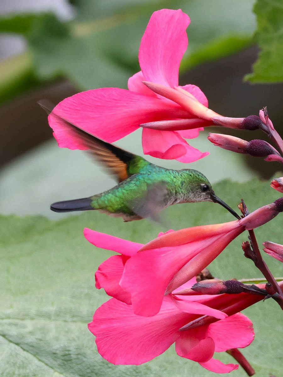 Colibri à épaulettes - ML644257658
