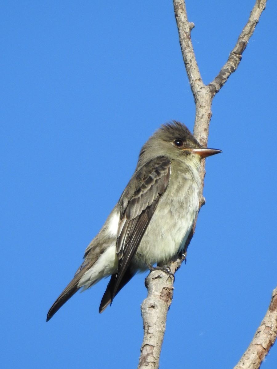 Olive-sided Flycatcher - ML644257659