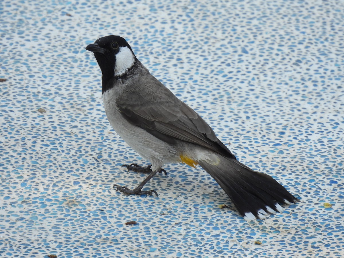 シロミミヒヨドリ - ML644257662