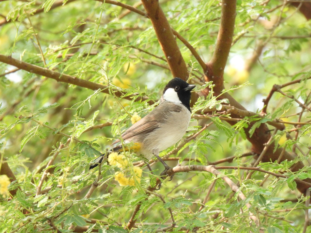 シロミミヒヨドリ - ML644257663