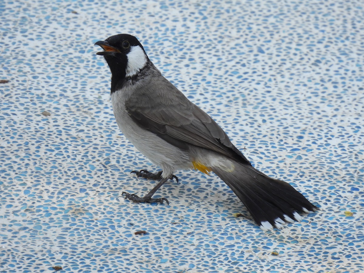 シロミミヒヨドリ - ML644257664