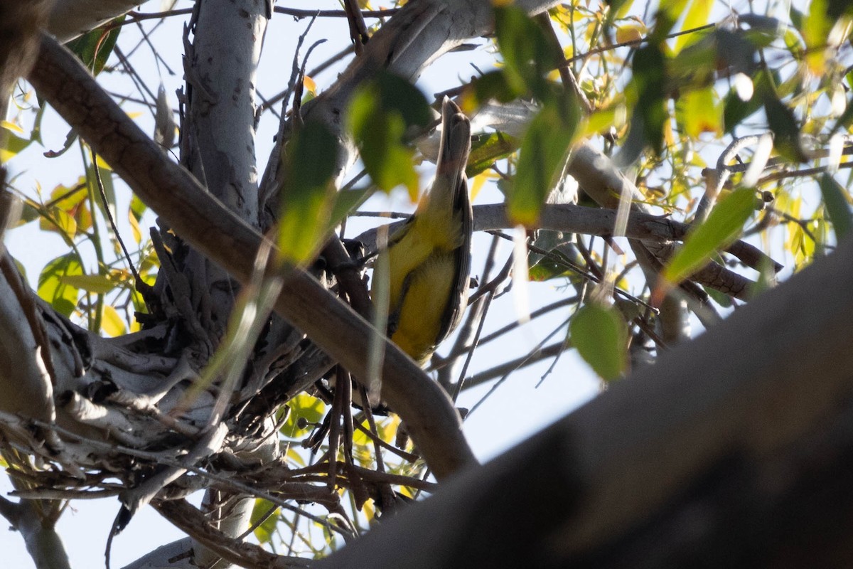 Doğulu Kerpetenkuşu - ML644257668