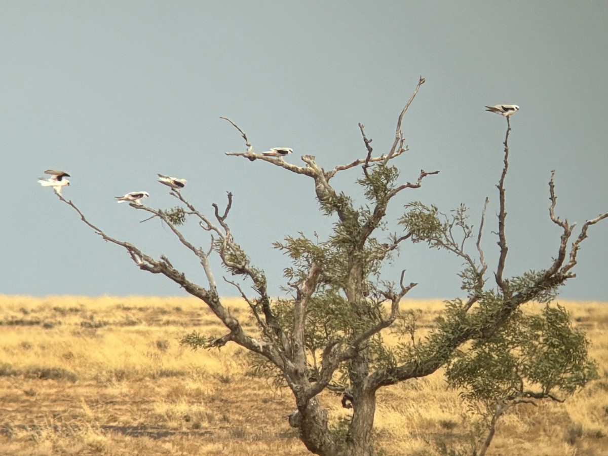 Elanio Escrito - ML644257669