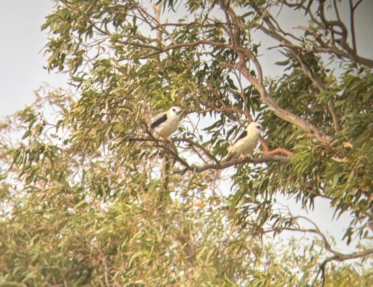 Elanio Escrito - ML644257670