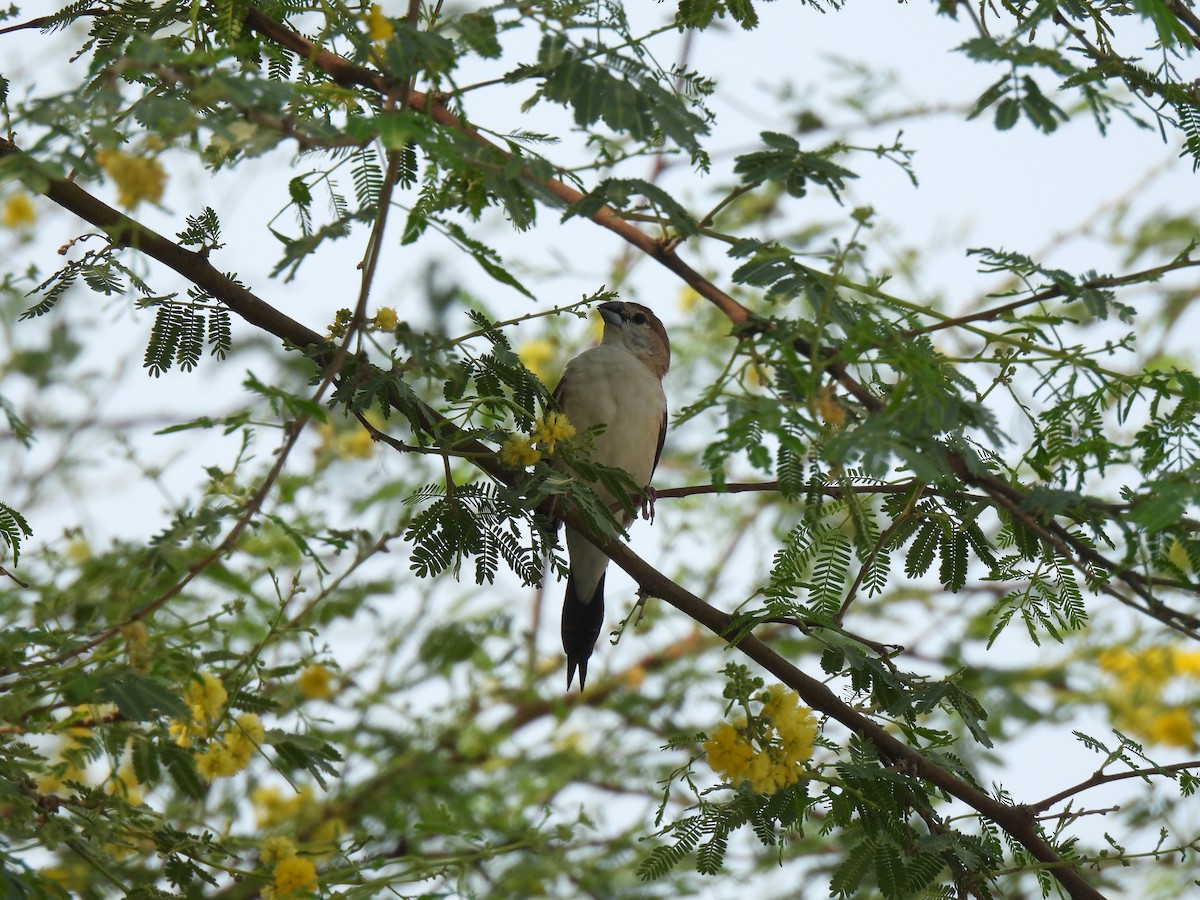 Indian Silverbill - ML644257671