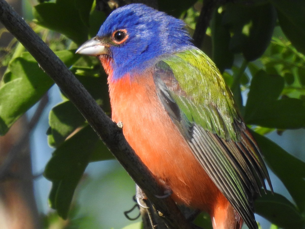 Papstfink - ML644257680