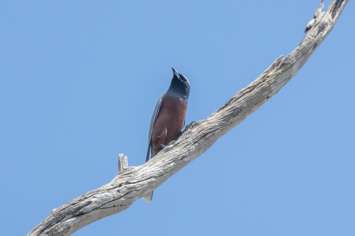 White-browed Woodswallow - ML644257685