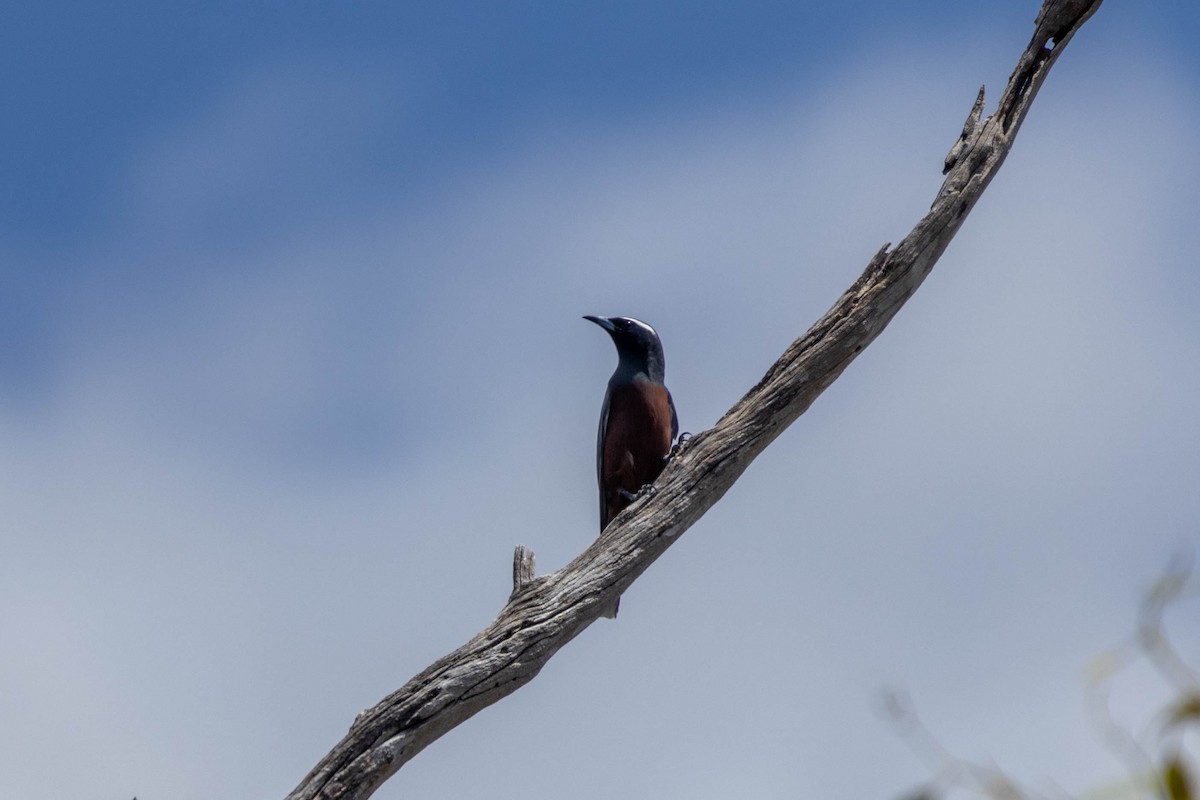 White-browed Woodswallow - ML644257686