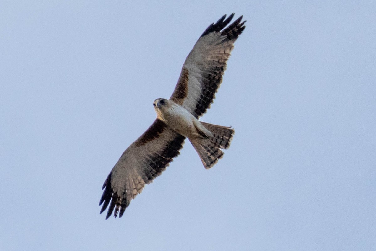 Орел-карлик австралійський - ML644257694