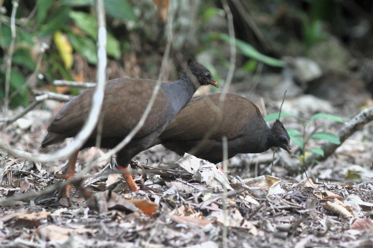 Mégapode de Reinwardt - ML644257695