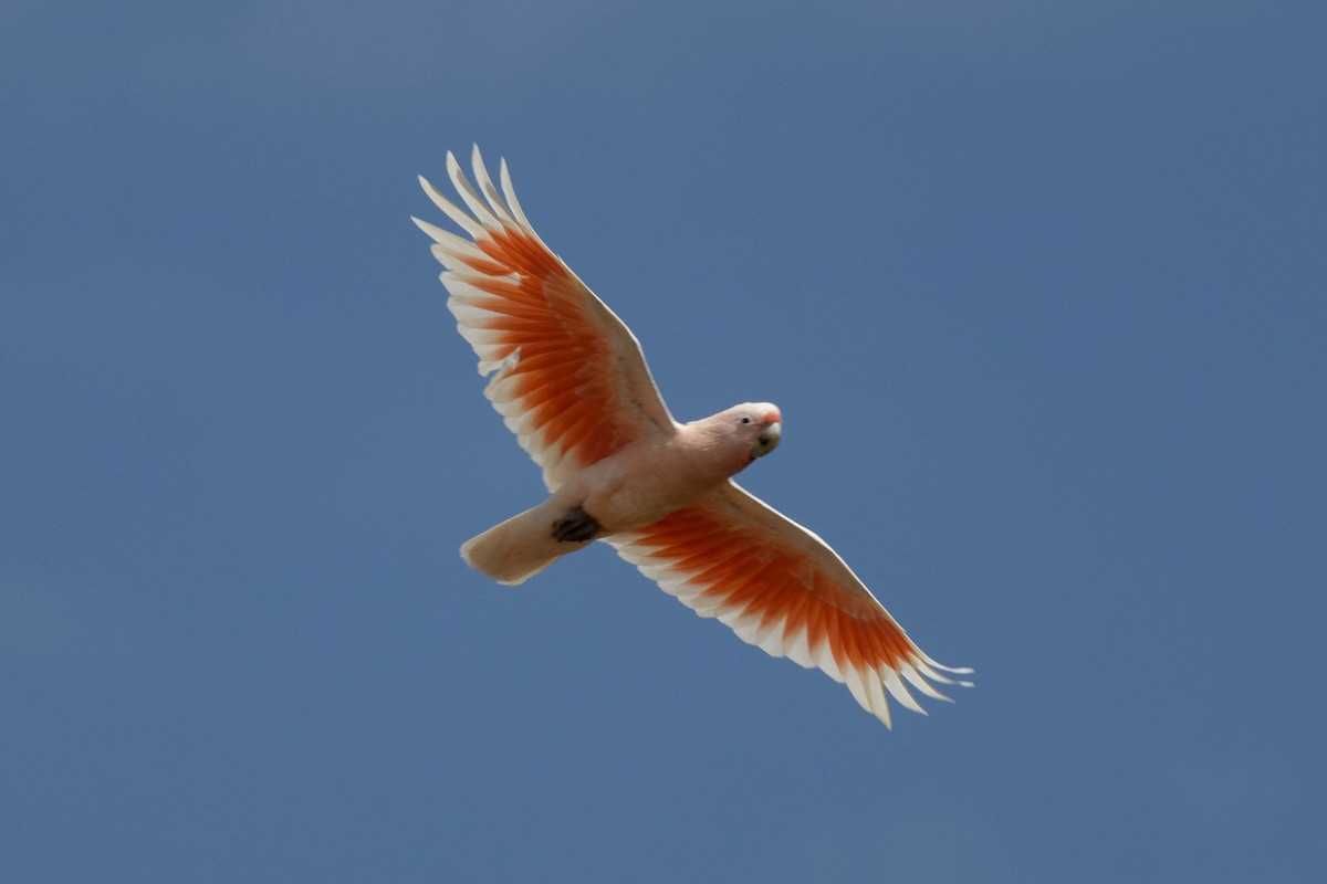 Pink Cockatoo - ML644257698